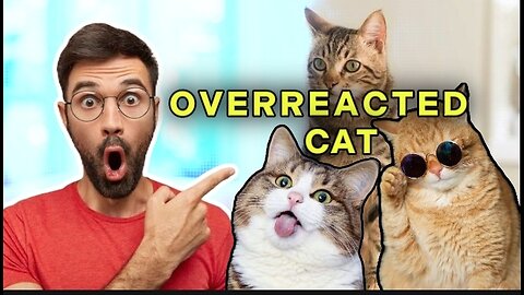 Overreacting Cat