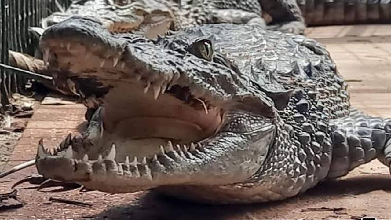 Rescued crocodile released in Vishwamitri River in Gujarat vadodara by the Forest Department.