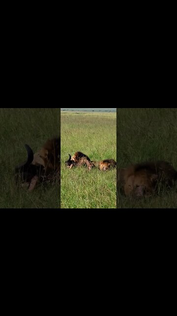 Tasty Buffalo Meat #shorts | #ShortsAfrica