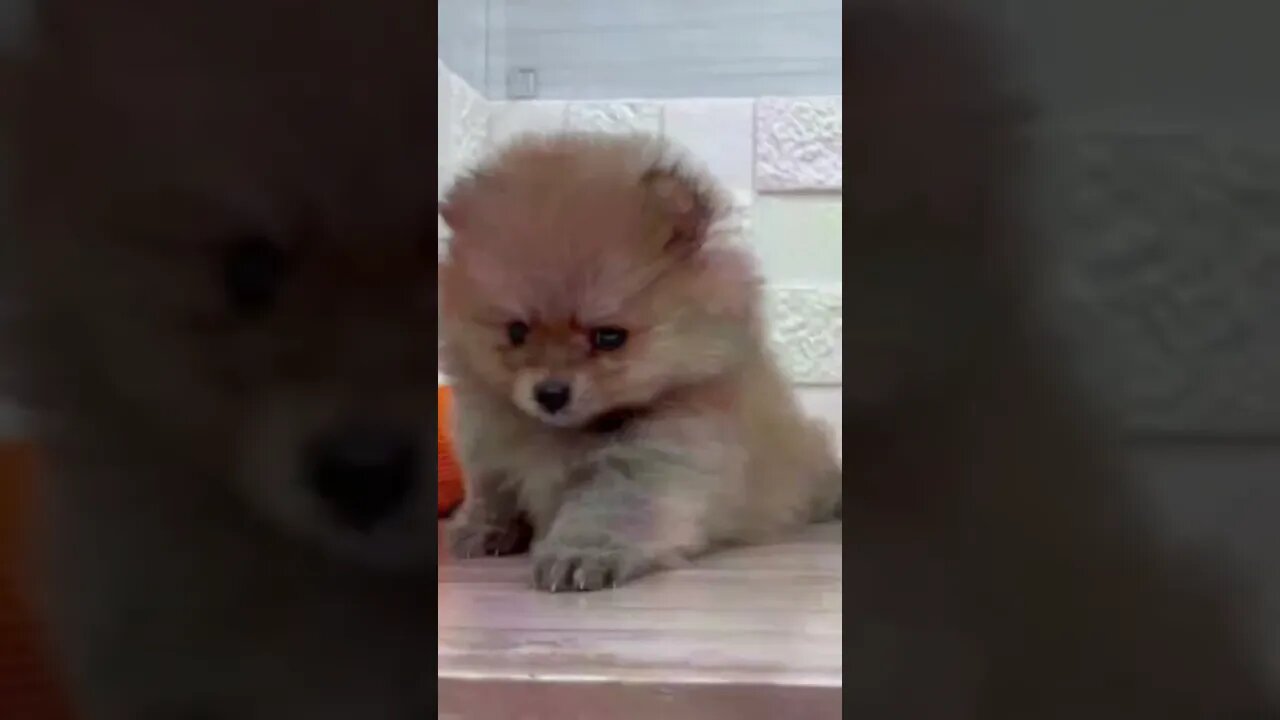 Funniest Cat and Dog Videos Compilation