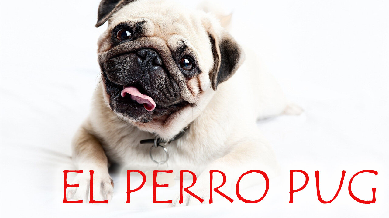 El perro Pug o Carlino Características🐾, Origen🌏, Carácter🤪, Convivencia💗, cuidados especiales🩺