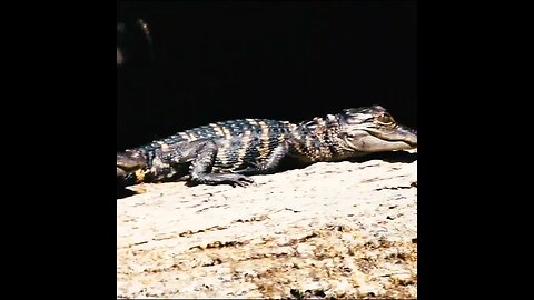 Baby alligators