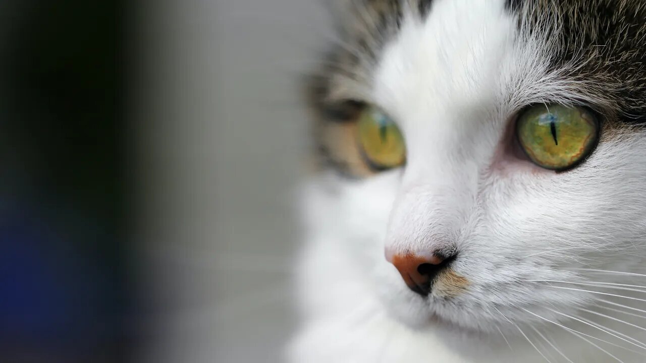 Funny Cats! πΉ Cat's Nose Attached By Human Toes! π¦ΆππΉ (#163) #Clips