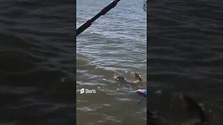 big catfish catch