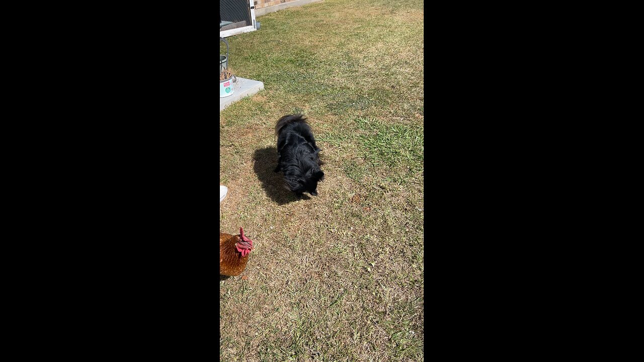 Madison Didn’t Want to Share Today #friday #chickens #wakeup #i love my dog #Louisiana #germanspitz