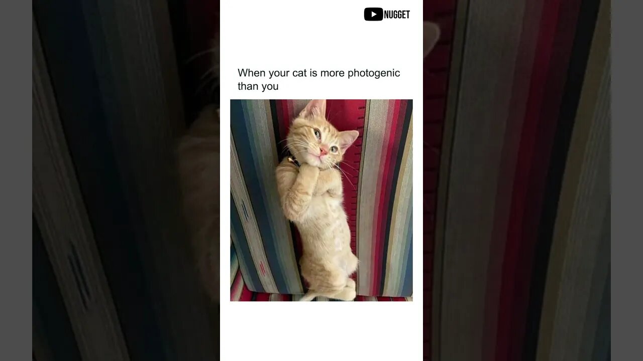 Funny Cats Memes | Daily Memes Compilation | Funny Memes | Daily Dank Memes | #Shorts