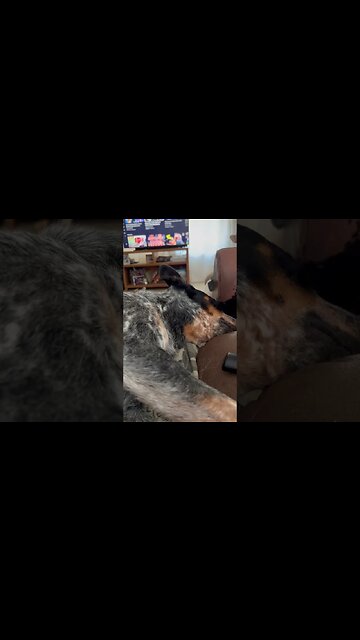 #dog #viral #shorts #australiancattledog #herdingdog #cow #ranch #country