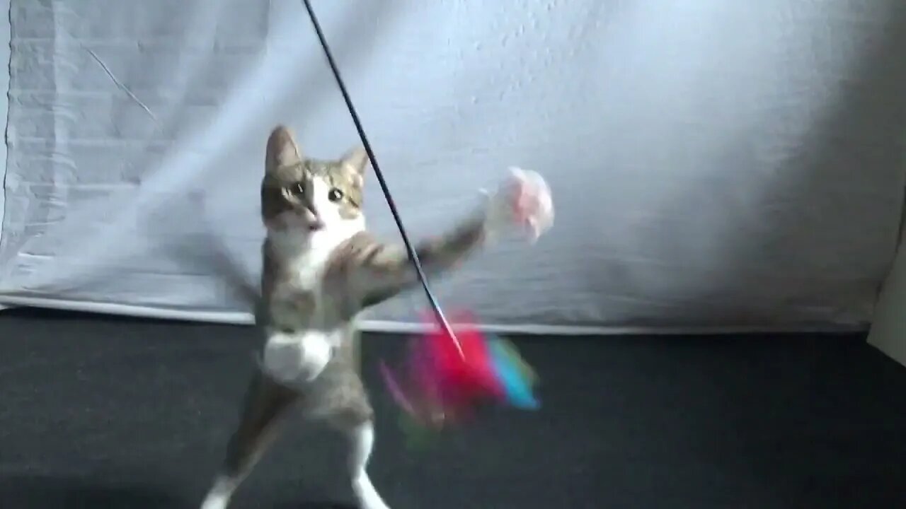 Funny Little Cat Plays With Feather Teaser Toy and Gets Tired
