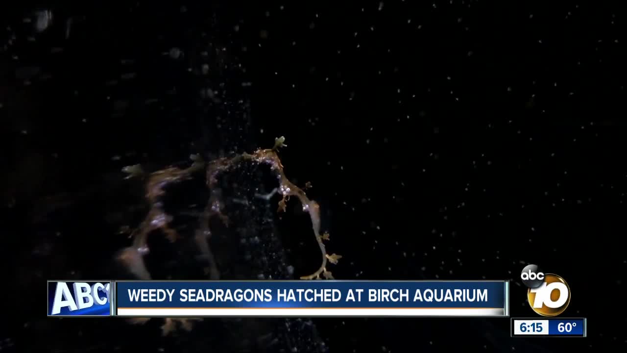 Birch Aquarium breeds two rare seadragons