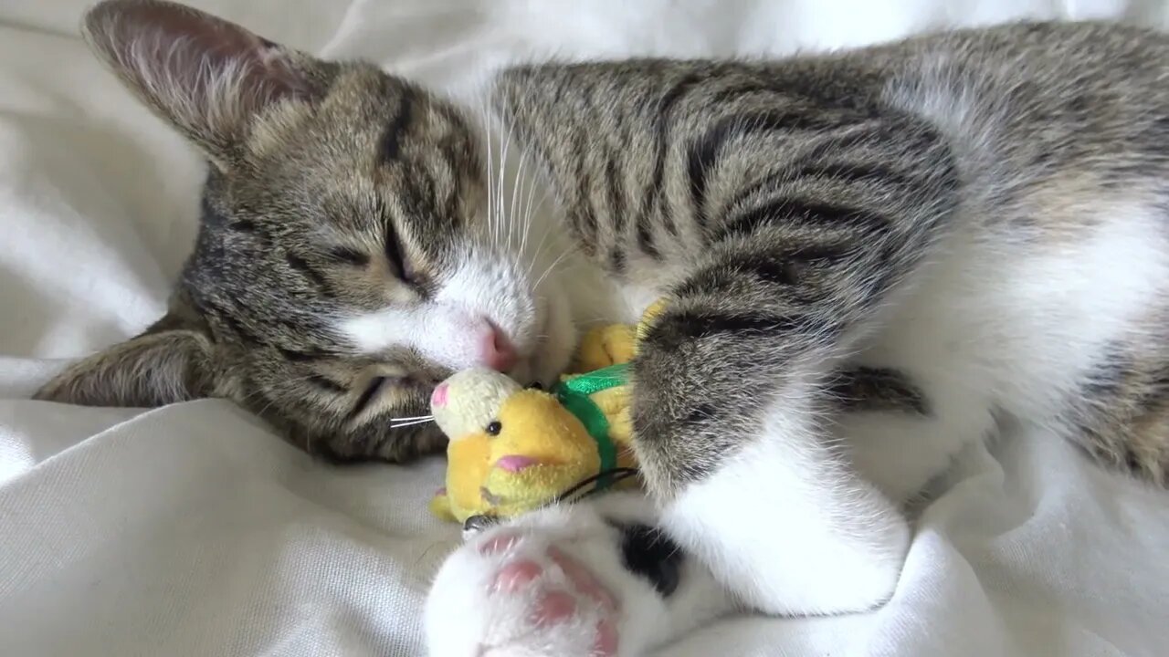 Adorable Baby Cat and His Toy