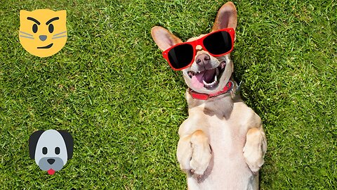 New funny animal vidoes 2023 😂 funniest cats and dogs videos 🐱🐶