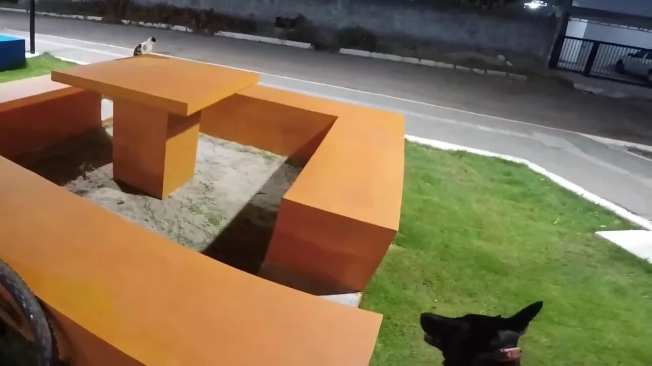 DIA NA PRAÇA COM GATOS