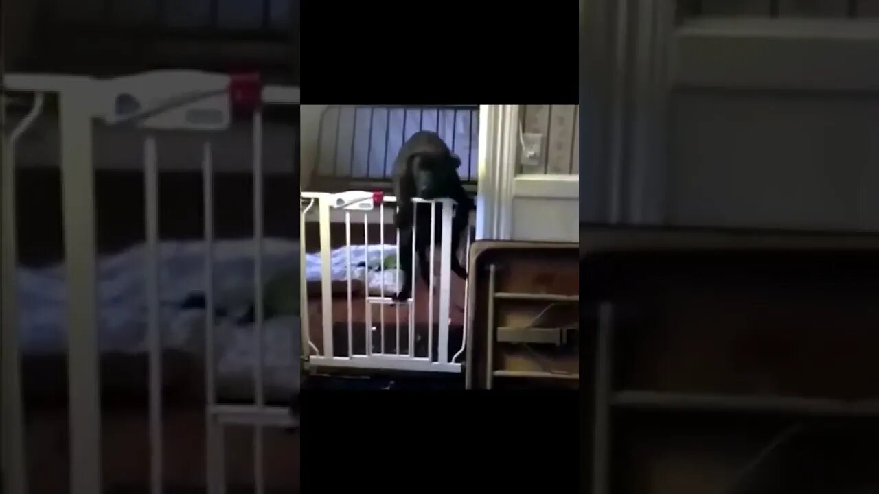 Dog Tries To Open Gate.... #shorts #dogs #funny #like #subscribe