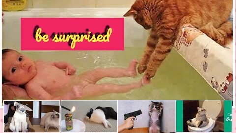 funny cat videos