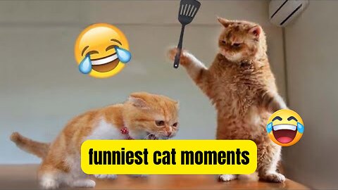 Best Funny Animal Videos of the year (2024), funniest animals ever. relax with cute animals video