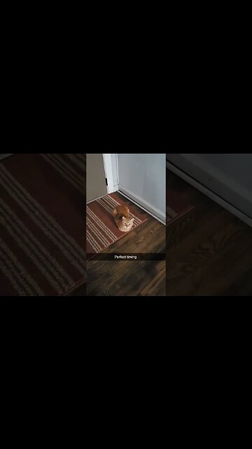 The POWER meow! #shorts #youtubeshorts #video #cats