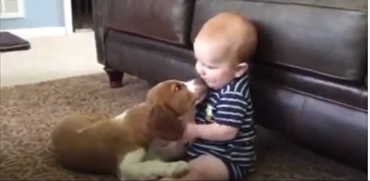 Funny Baby And Animals