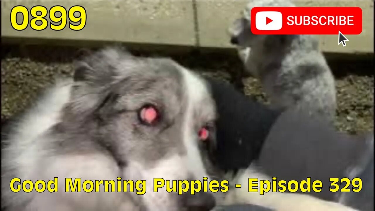 [0899] GOOD MORNING PUPPIES - EPISODE 329 [#dogs #doggos #doggos #puppies #dogdaycare]