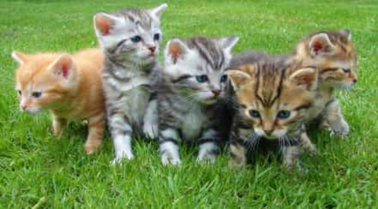 The wonderful moment seven kittens pursue owner across garden