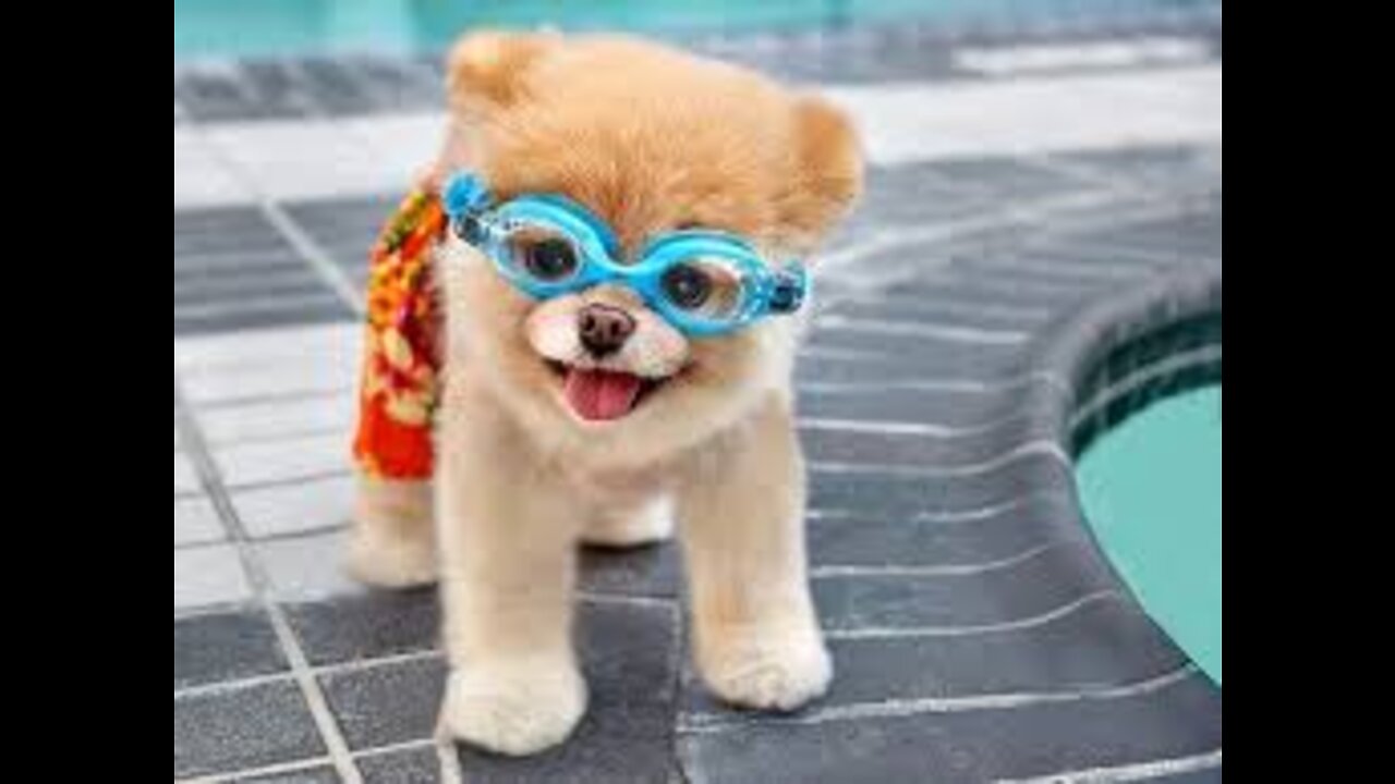 Cute Puppy Dog Swimming Lessons