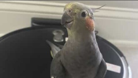 Cockatiel hitches a ride on a Roomba