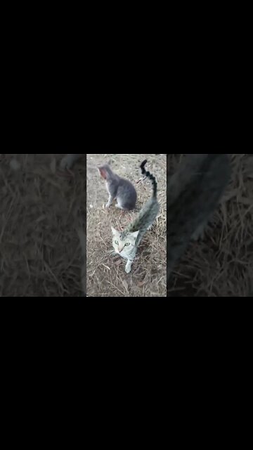 Skippy and Blue have been running around the paddock