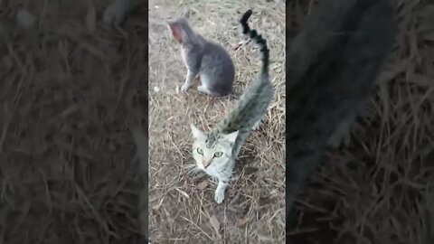 Skippy and Blue have been running around the paddock