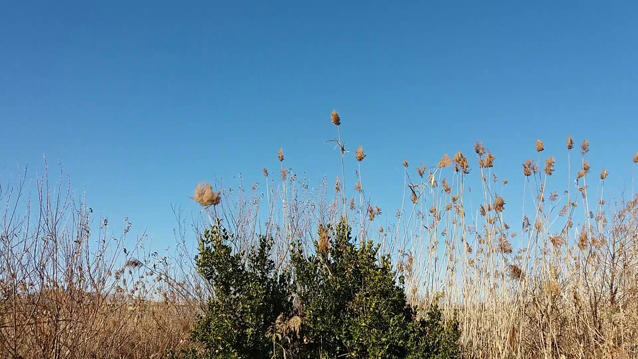 An evergreen tree that remains green even in the cold