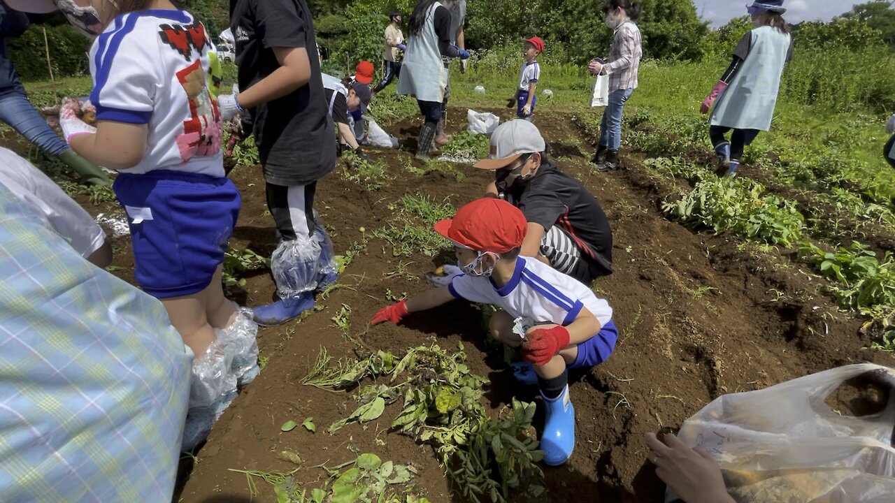 Harvesting sweet potatoes