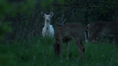 Rare white deer may be roaming around Mukwonago