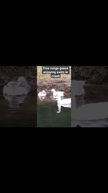 Our free range geese enjoy swimming in the creek every day ❤️