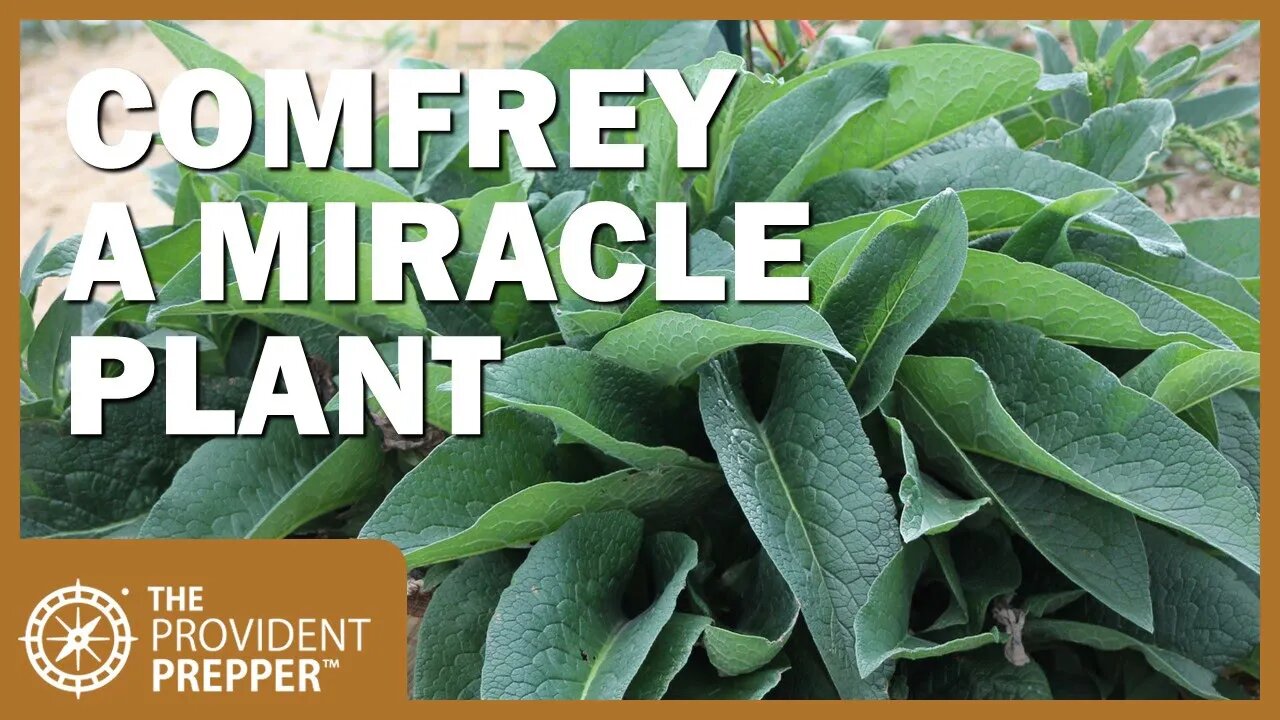 How to Propagate, Grow and Use Comfrey