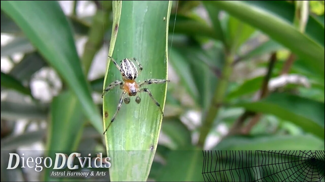 Spider with big pedipalps - Alpaida veniliae (Araneini - Araneidae) 60fps