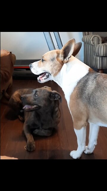 Tucker Carlson and Claire Bear Win Together