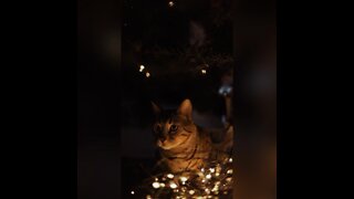 Cats can do what at night?