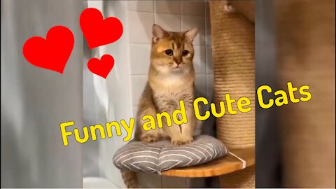 Funny_Cute Cats Compilation 2021