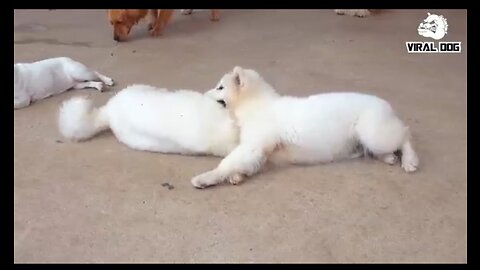 Funny animal video