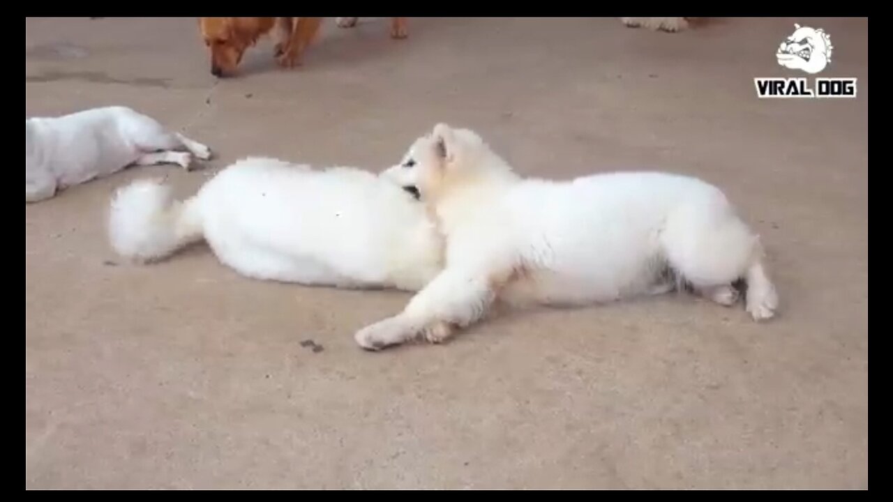 Funny animal video
