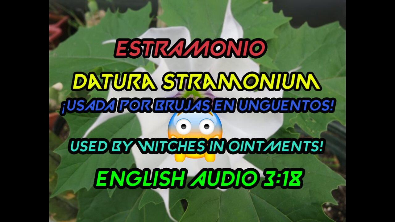 Datura Stramonium Investigacion✅ Estramonio ¿SABIAS QUE ERA MEDICINAL😱? Astral Medicinal Uses Effect