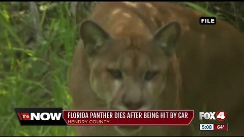 Endangered Florida panther dies after being hit by car