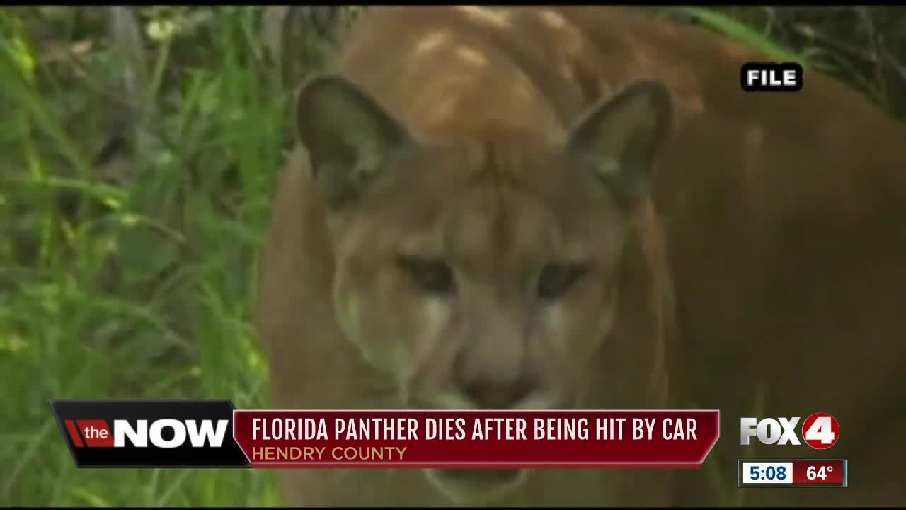 Endangered Florida panther dies after being hit by car