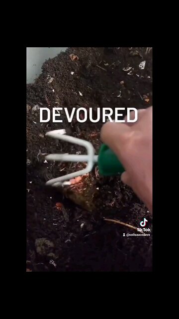 How Much Can Red Wigglers Really Eat? 🍔