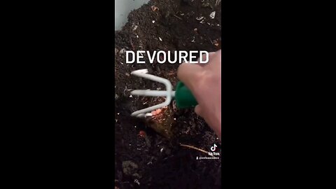 How Much Can Red Wigglers Really Eat? 🍔