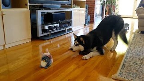 FUNNIEST Huskies 🤣 | 15 Minutes Best Videos
