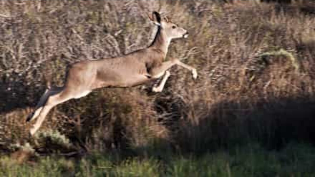 Un motard percute un cerf sur la route