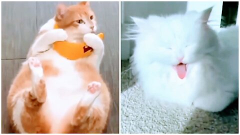 Funny Cats | can't stop laughing 😂😂😂