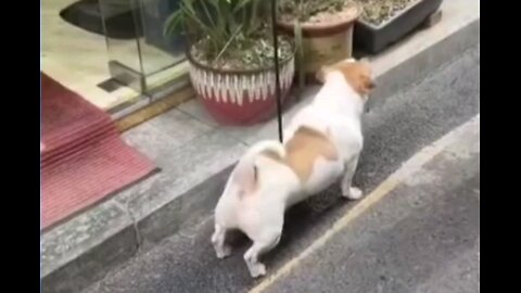 Good idea funny dog🤣 amezing video