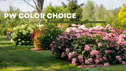 Inside look: Proven Winners Trial Garden Tour | Hydrangea Heaven