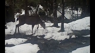Licking Branch, March