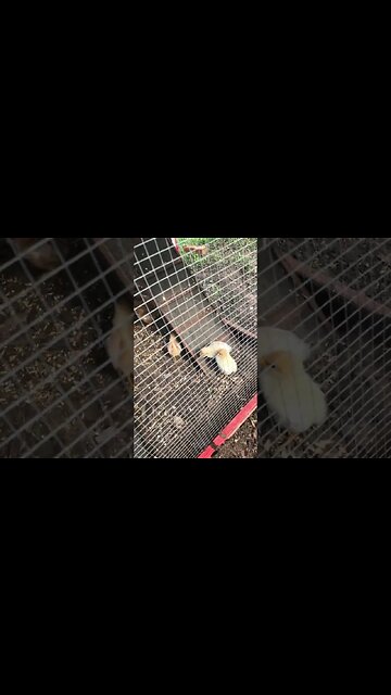 Check Out These Cute Chicks